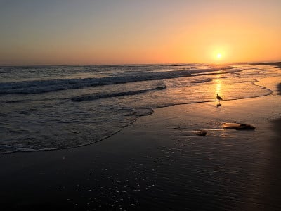 鸟儿走向夕阳