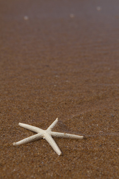 海星
