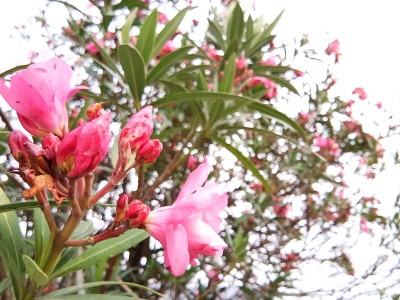 粉红色的花朵