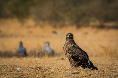 草原鹰(Aquila nipalensis) jorbeer，比卡内尔，印度