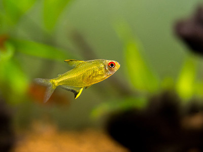 鱼缸里的柠檬四叶草(Hyphessobrycon pulchripinnis