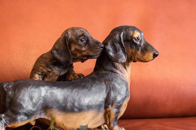 一对腊肠犬，一只活的小狗和一个doxie小雕像