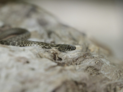 Snake说，Natrix tessellata