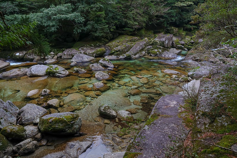 屋久岛的森林