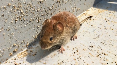 鼠标屋(musculus)