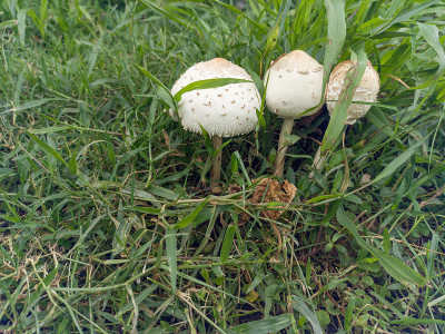 白蘑菇