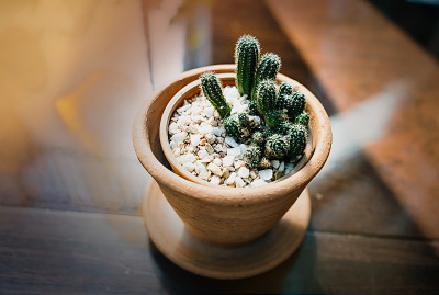 盆栽或仙人掌中的小植物