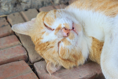 猫睡觉