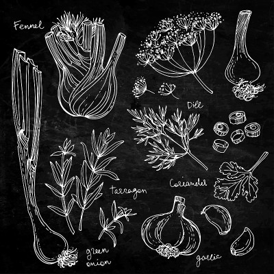 草本植物。香料。赫伯在白底上画了黑线。矢量插图。茴香，莳萝，香菜，龙蒿，葱，蒜
