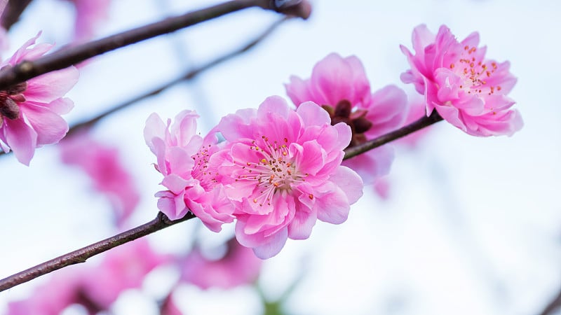 花园里有粉红色的樱花。