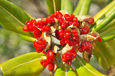 Pittosporum tobira