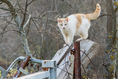 街头野猫