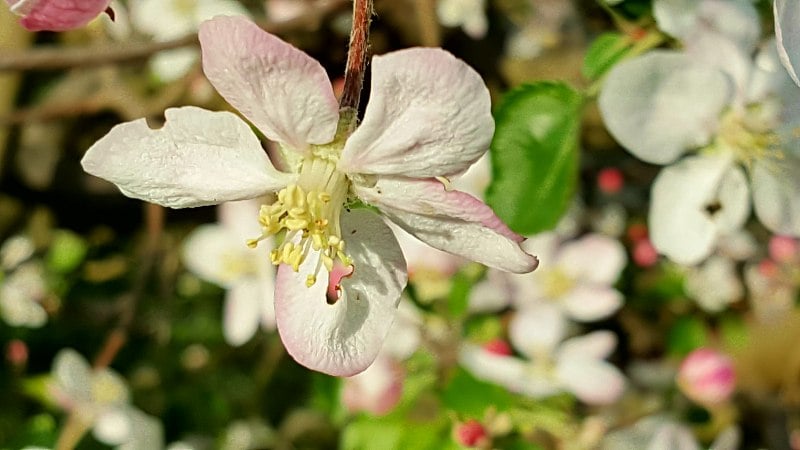 苹果公司花