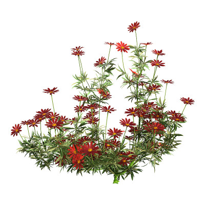3D插图非洲雏菊花白色