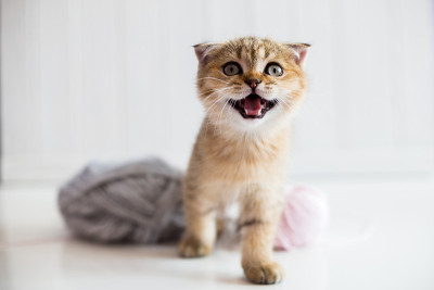 一只拿着线的小猫