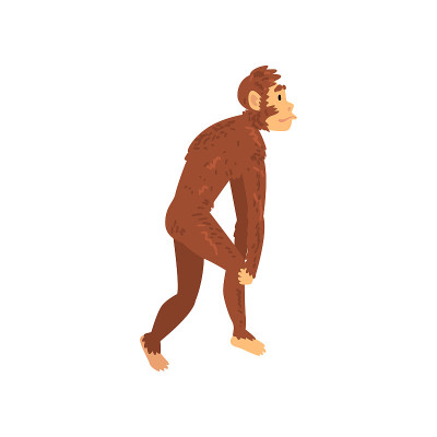 Australopithecus, Biology Human Evolution Stage, E
