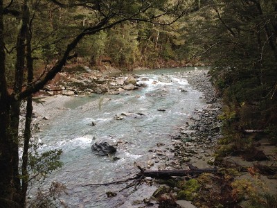 野生河