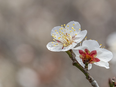 梅花