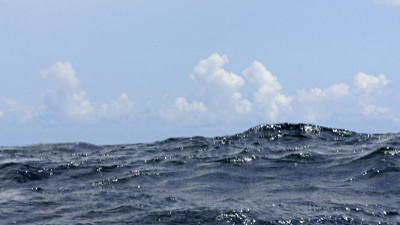 海岸沙门