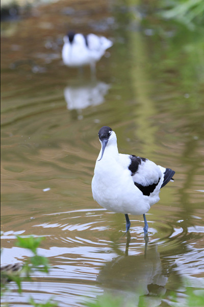 Avocet涉水鸟