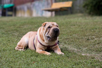 sharpei狗