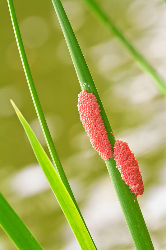 金苹果蜗牛的蛋