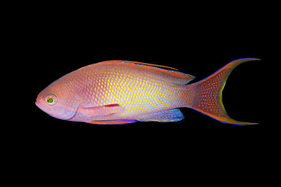 Lyretail Anthias over Black