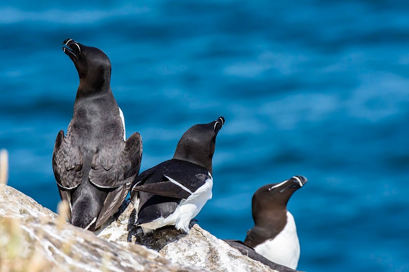 在英国斯科莫岛的岩石悬崖上筑巢的Razorbills。