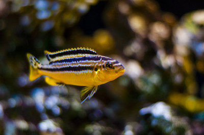 水族馆里充满活力的游泳慈鲷鱼