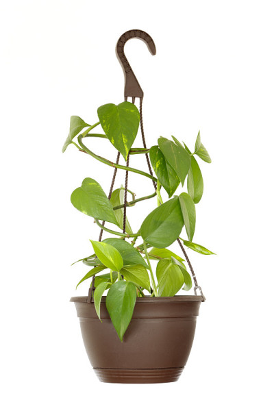 室内植物