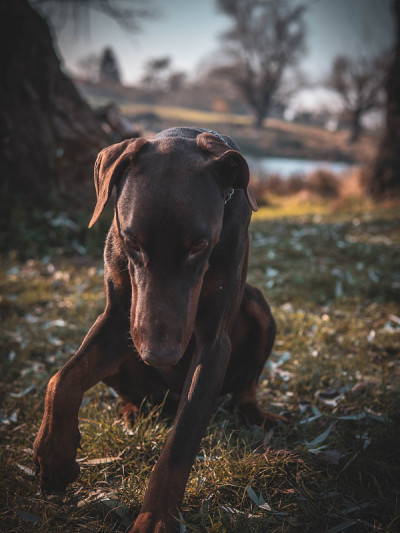 杜宾犬