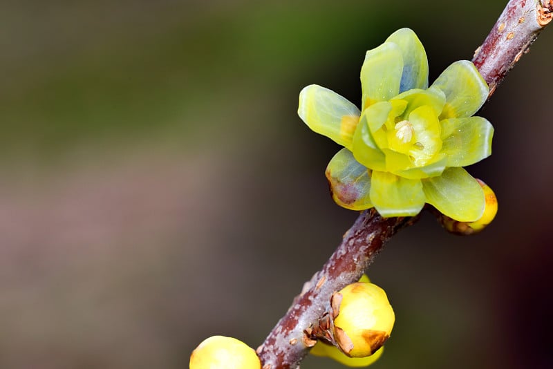 Chimonanthus praecox