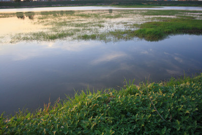 湿地