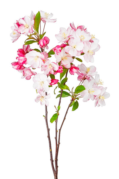 开花的海棠花