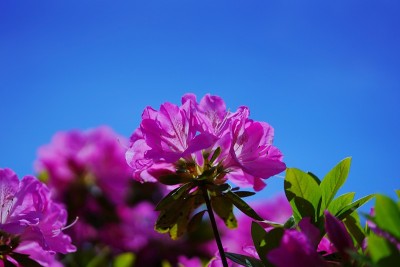 美丽的杜鹃花盛开的春景。