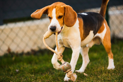 快乐的小猎犬，飞耳朵对着相机奔跑