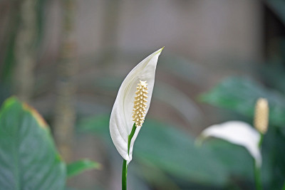 Spathiphyllum