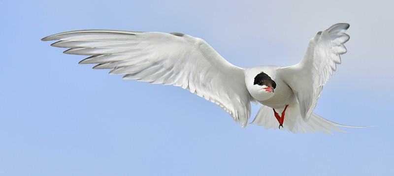 飞翔的普通燕鸥(Sterna hirundo)在蓝色的天空背景