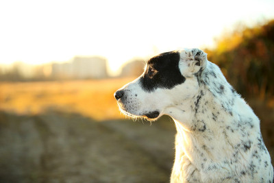 户外中亚牧羊犬肖像