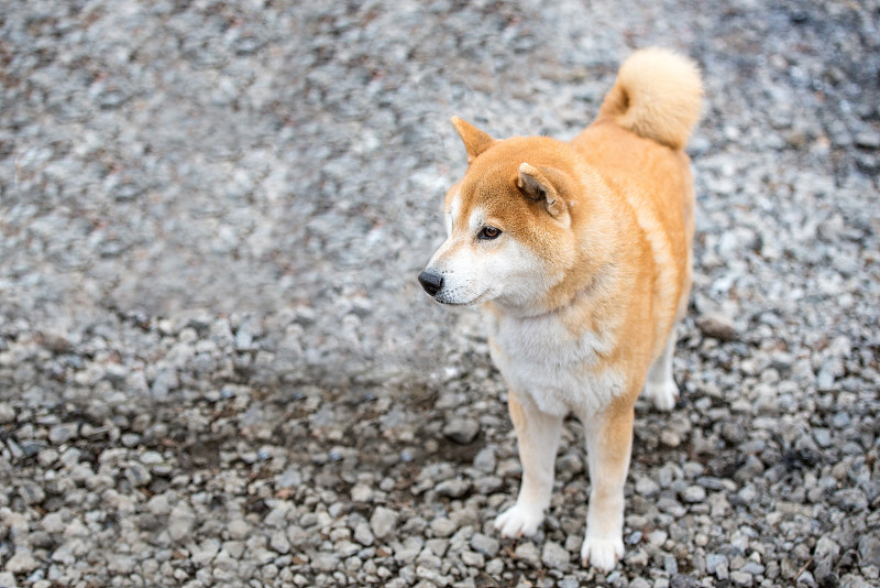 日本柴犬在野地浅的公园里