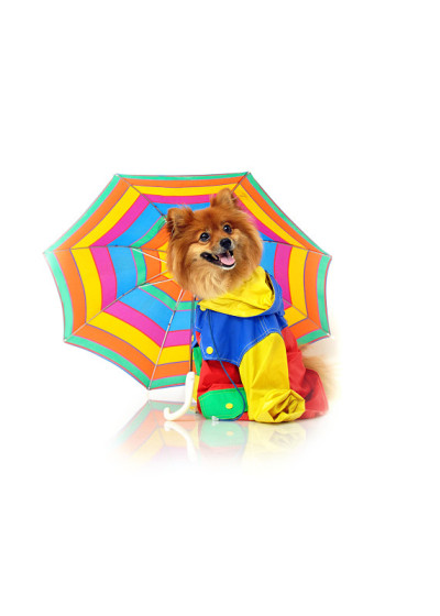 盛装的波美拉尼亚的雨