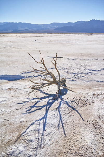 死在沙漠里
