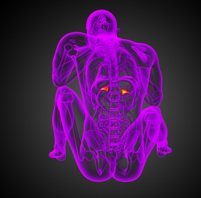 3d渲染插图的人的肾上腺