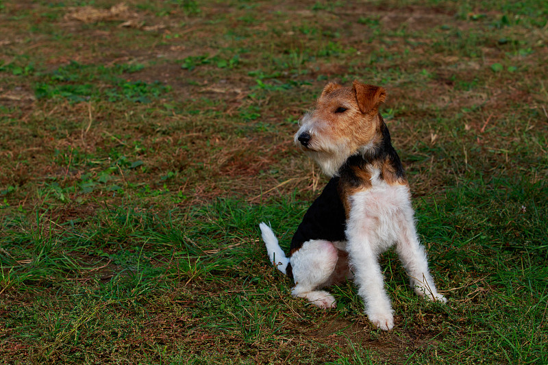 犬种狐狸梗