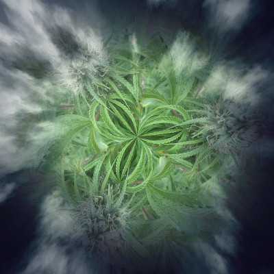 梦想的花蕾