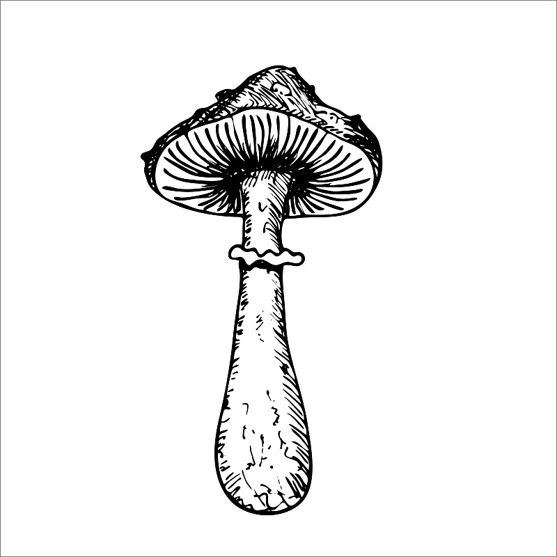 毒蕈之一种蘑菇。植物矢量插图。手绘秋季植物涂鸦风格。