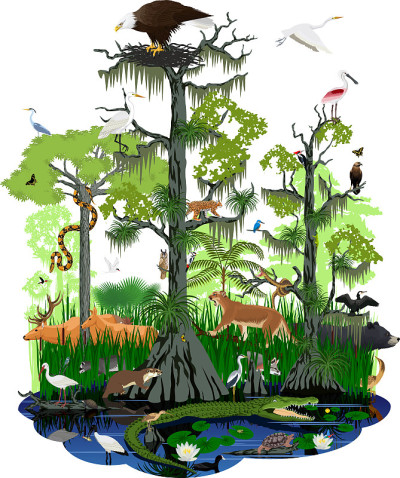 媒介插图-湿地或佛罗里达大沼泽地景观与不同的湿地动物