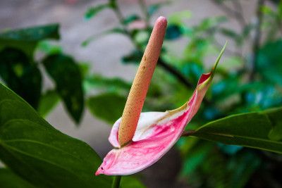 Spathiphyllum花