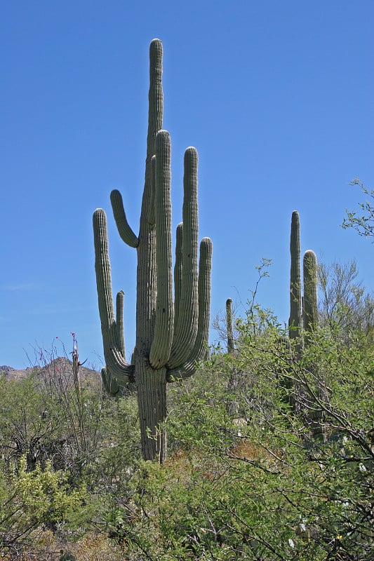 carnegia gigantea