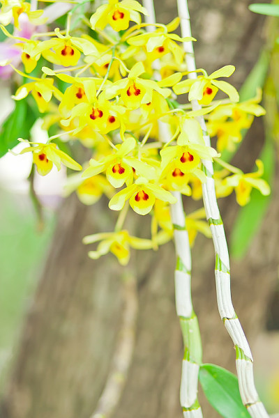 黄色的兰花